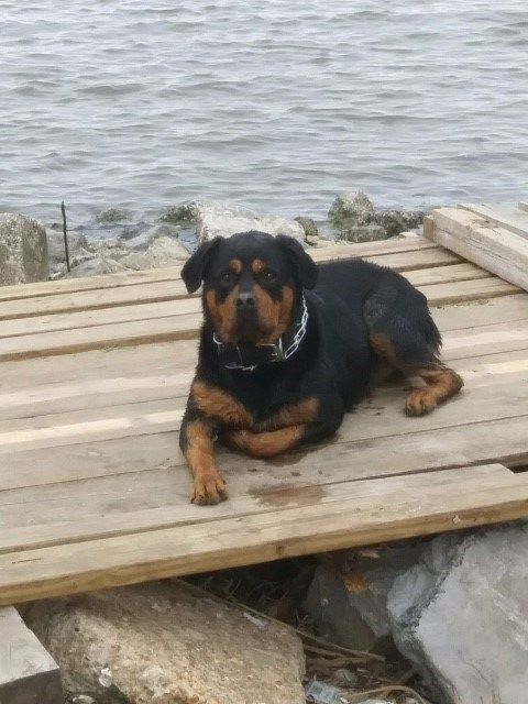Bella, a 2-year-old Rottweiler. Photo: Rauson McClure.