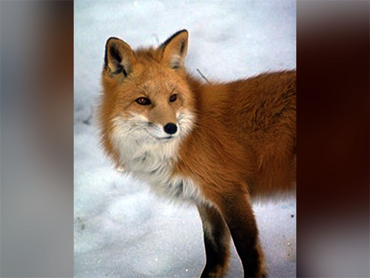 Rock manager no cd crack key